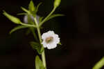 Florida hedgehyssop